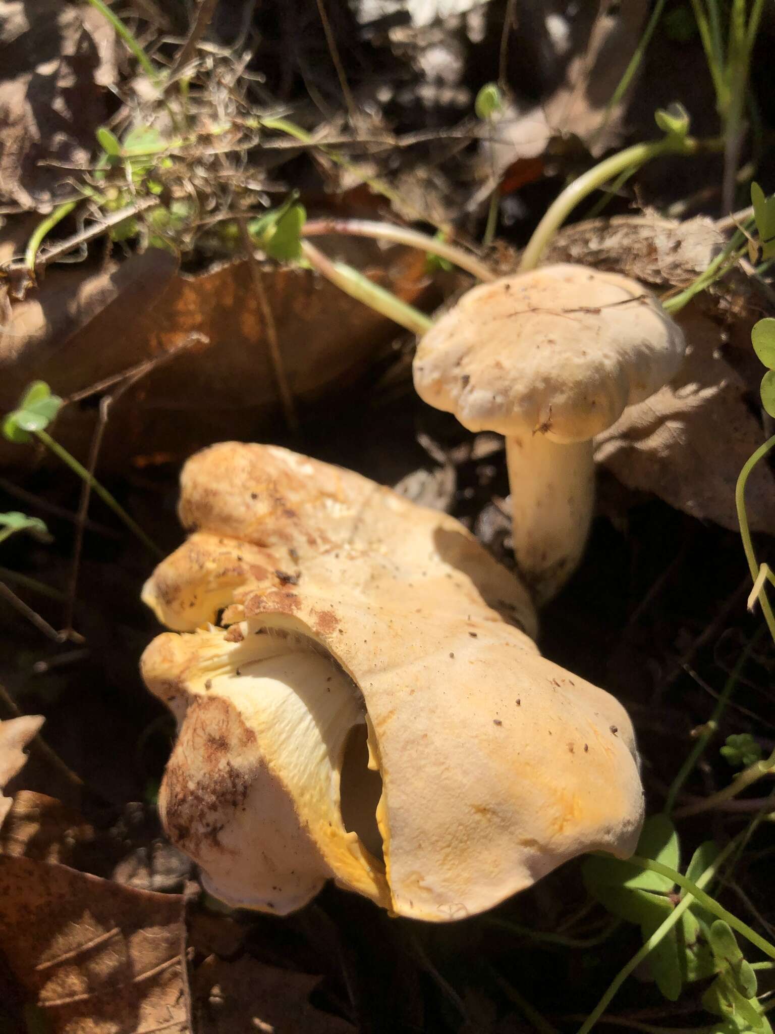 Image of Chanterelle