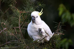 Image of Cacatua galerita galerita (Latham 1790)