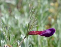 Image of subterranean vetch