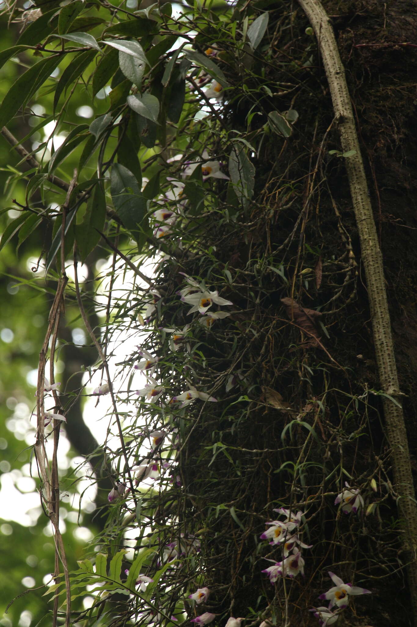 Imagem de Dendrobium falconeri Hook.