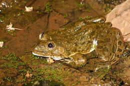 Image of African Groove-crowned Frog