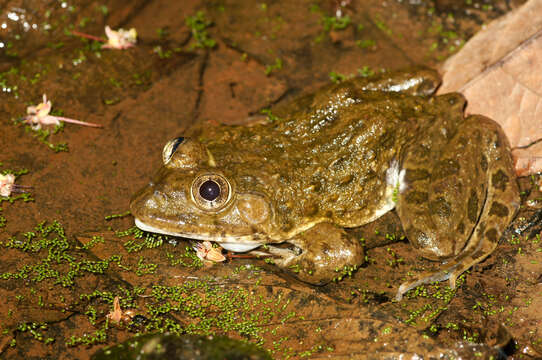 صورة Hoplobatrachus occipitalis (Günther 1858)