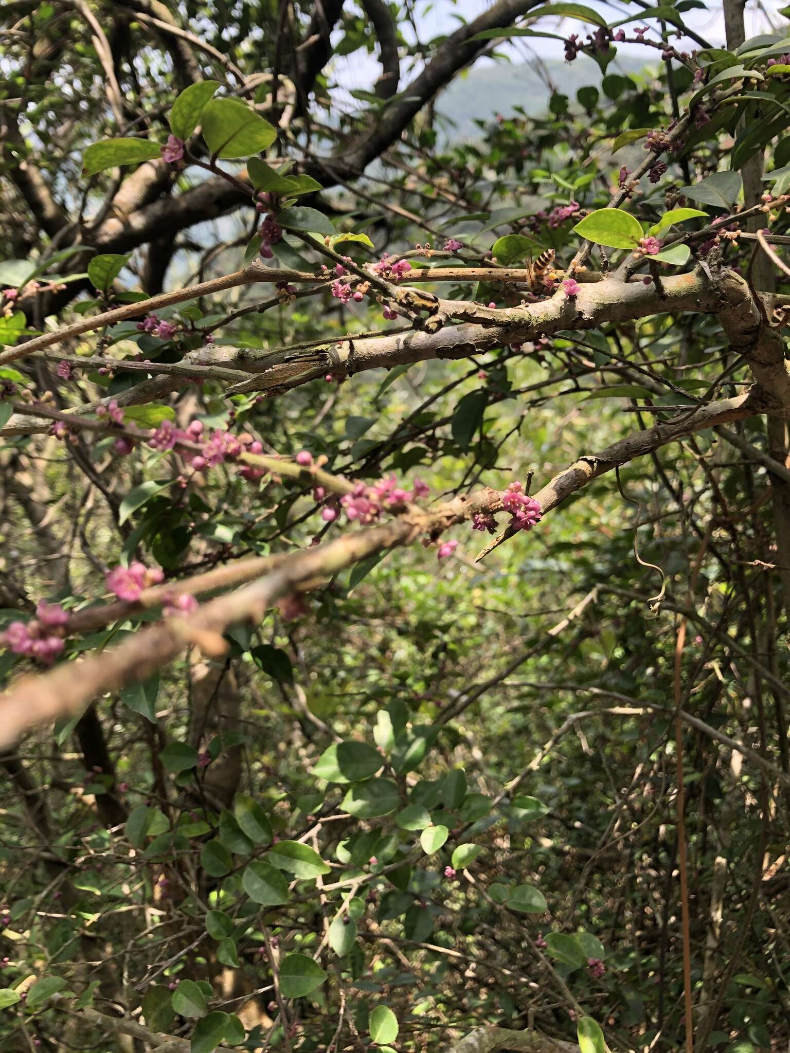 Imagem de Ilex pubescens Hook. & Arn.