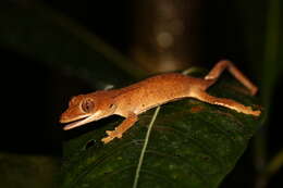 Imagem de Correlophus ciliatus Guichenot 1866