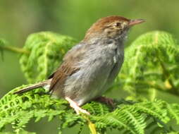 Imagem de Cisticola fulvicapilla fulvicapilla (Vieillot 1817)