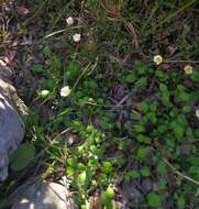 Image de Bellium fausse pâquerette