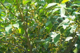 Image of Ficus ampelos