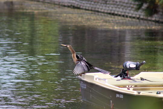 Plancia ëd Anhinga anhinga leucogaster (Vieillot 1816)