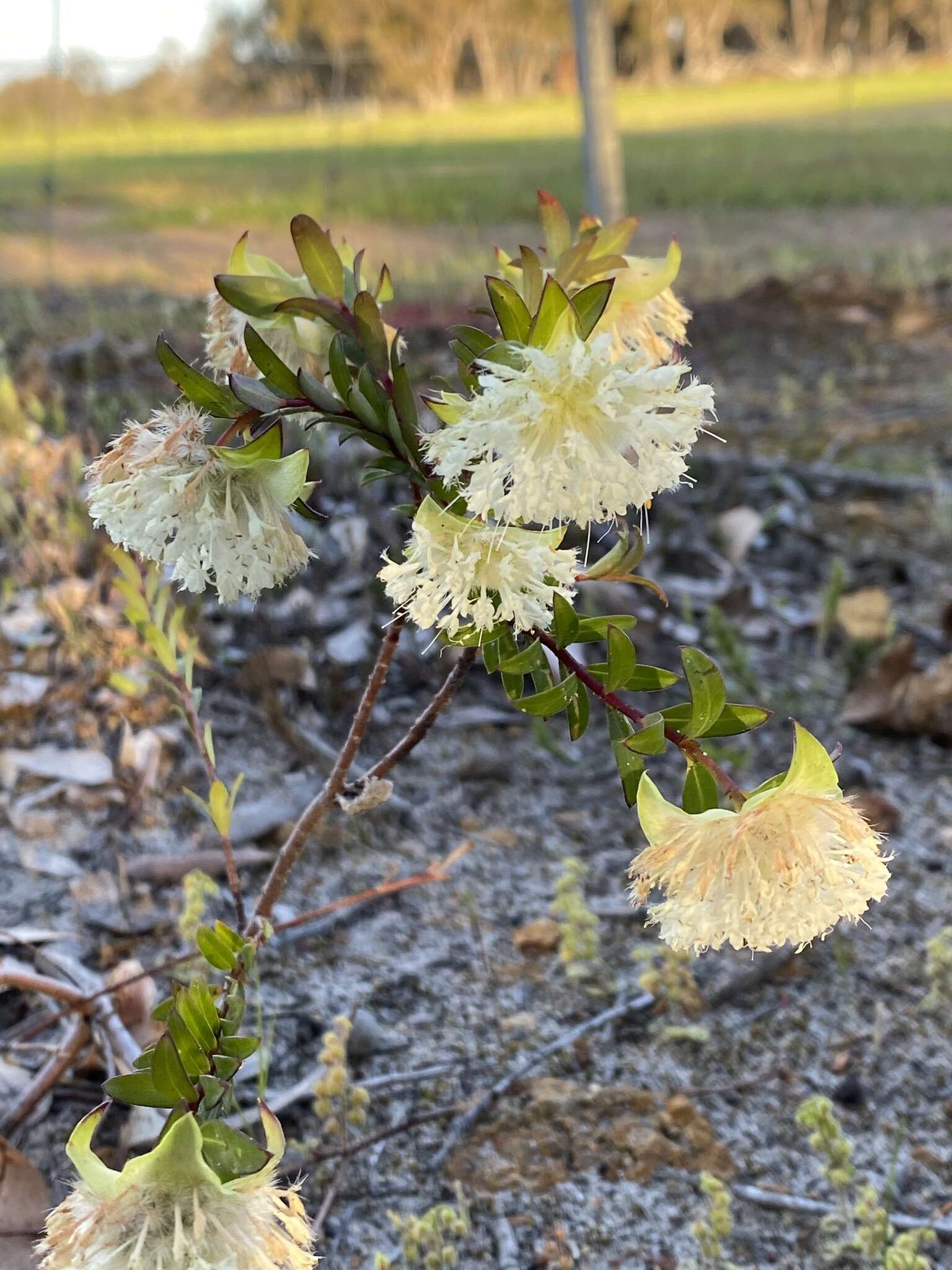 Image of Pimelea lehmanniana Meissn.