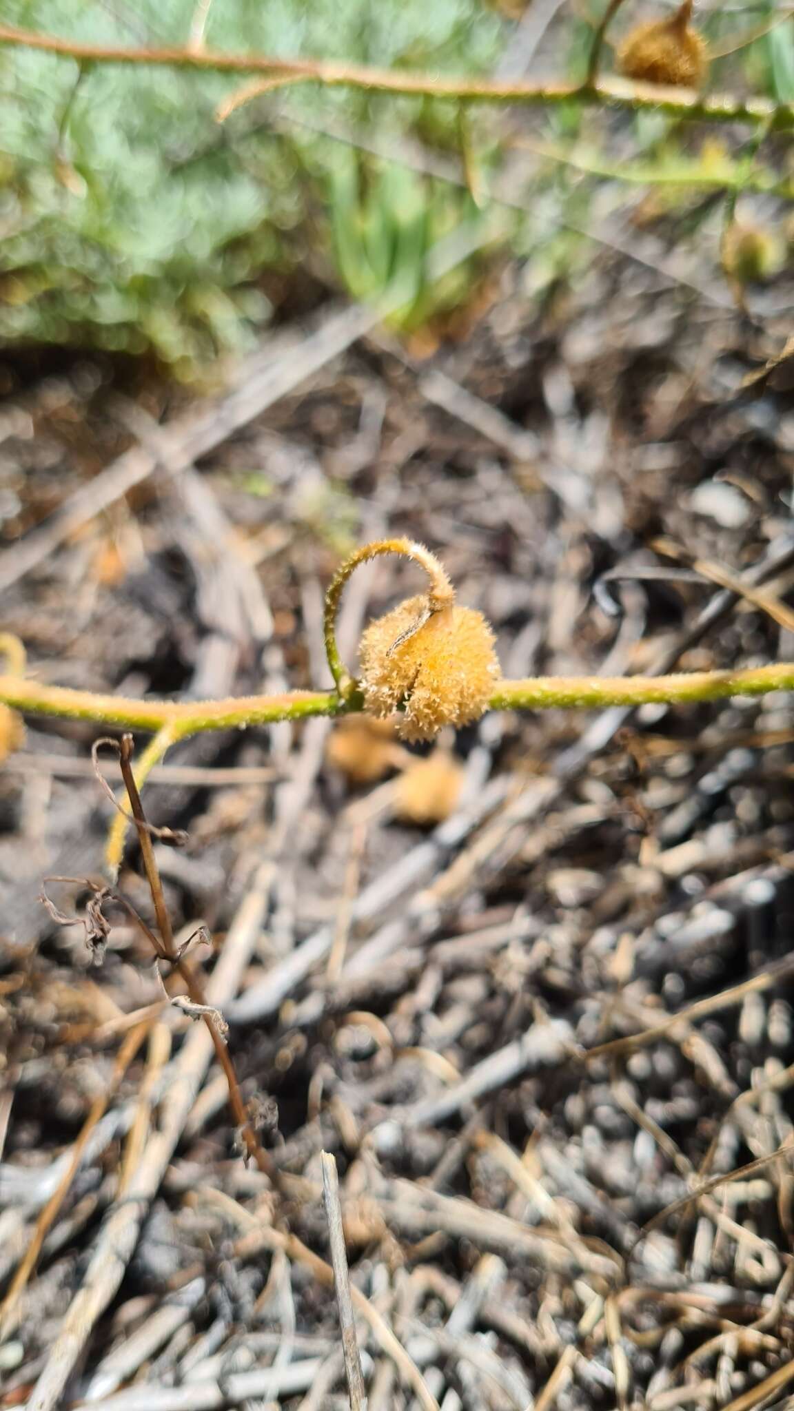 Image of Trachyandra scabra (L. fil.) Kunth