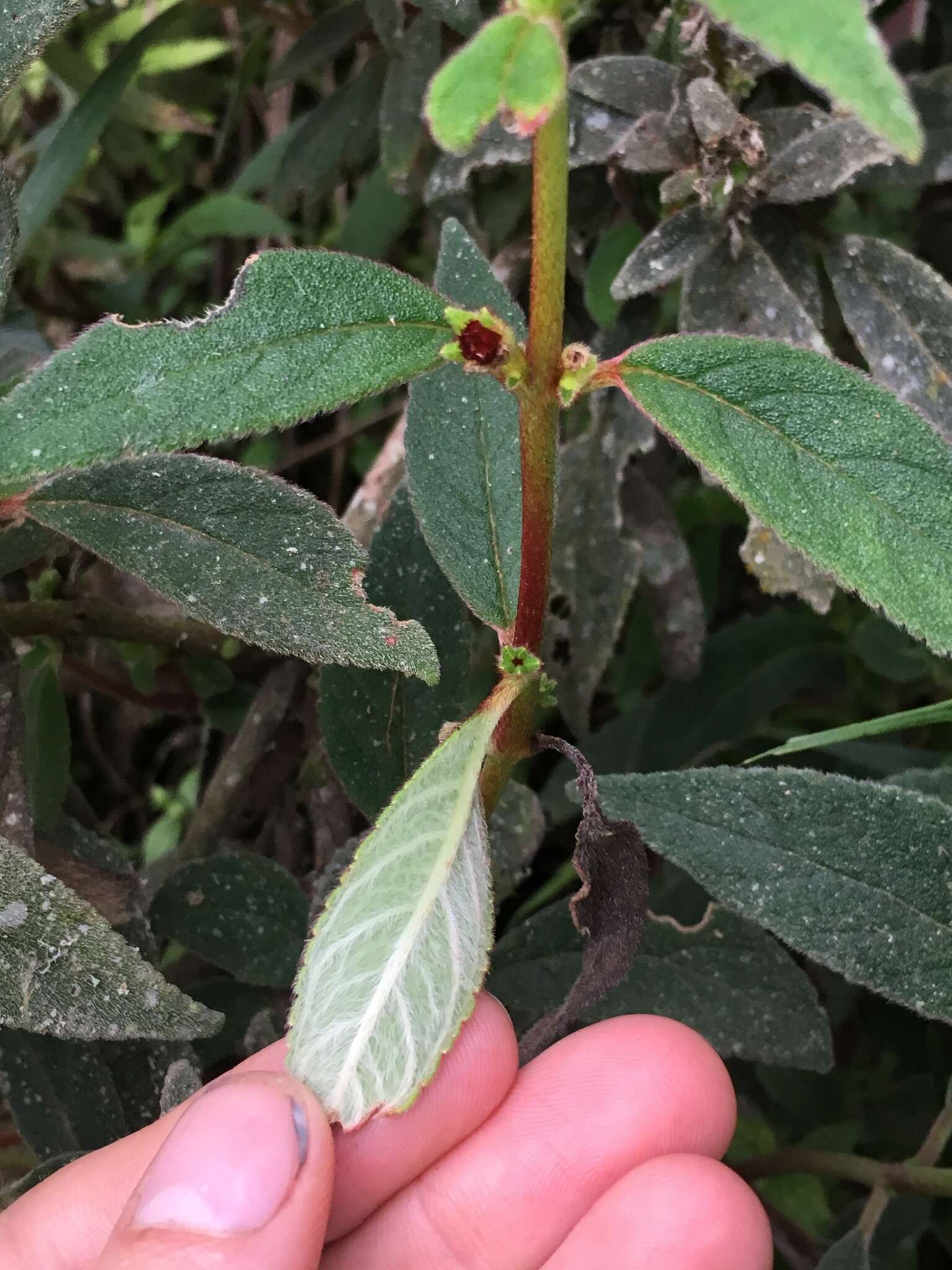 Image of Kohleria spicata (Kunth) Oerst.