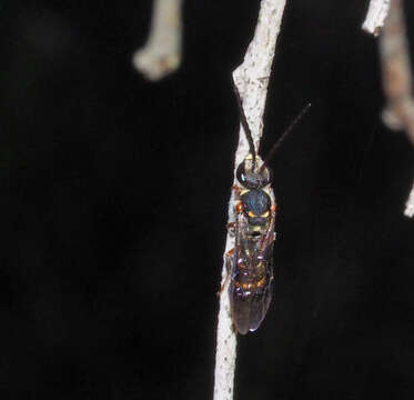 Lasioglossum peraustrale (Cockerell 1904)的圖片