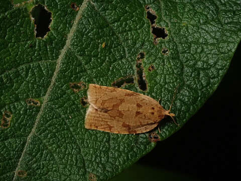 Image of summer fruit tortrix