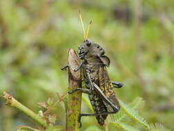 Image of Taeniopoda centurio (Drury 1770)