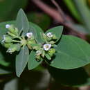 Image of <i>Euphorbia sparrmanni</i>