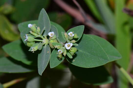 Image de <i>Euphorbia sparrmanni</i>