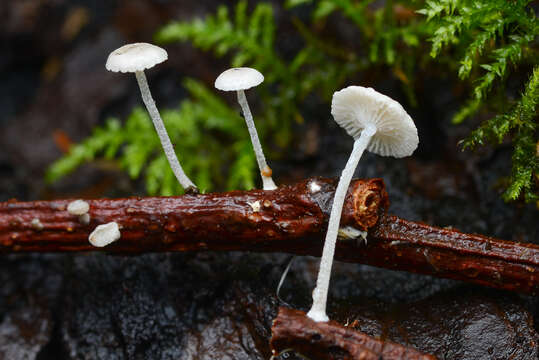 Image of Resinomycena montana Redhead & Singer 1981