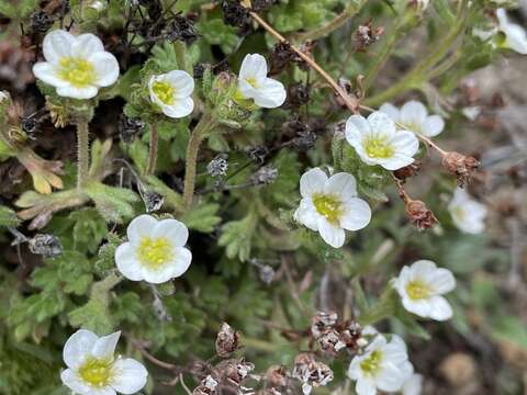 Sivun Saxifraga magellanica Poir. kuva