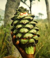 Image of Encephalartos barteri subsp. barteri