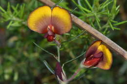 Plancia ëd Bossiaea eriocarpa Benth.