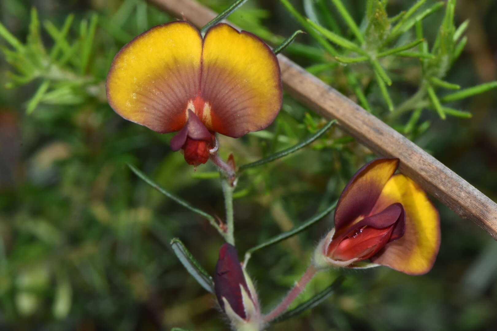 Plancia ëd Bossiaea eriocarpa Benth.