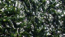 Image of Sea Lettuce