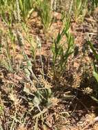 Image of woolly plantain