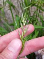 Imagem de Elymus hirsutus J. Presl