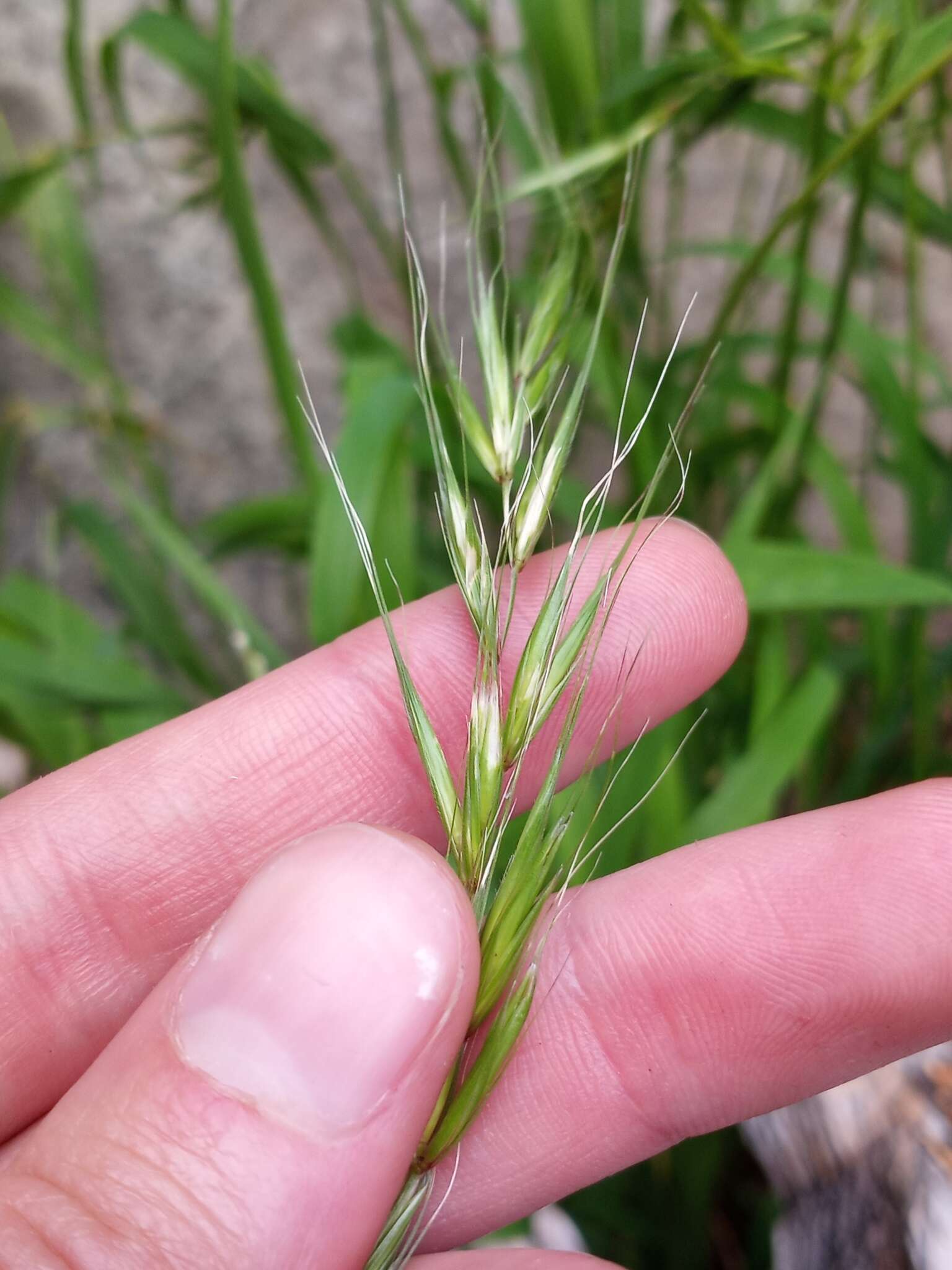 Imagem de Elymus hirsutus J. Presl