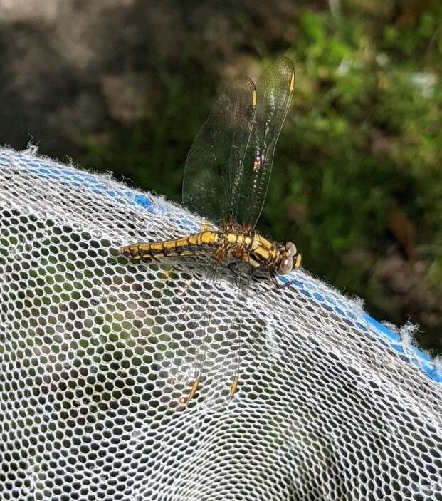 Imagem de Orthetrum japonicum (Uhler 1858)