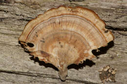 Image of Trametes ectypa (Berk. & M. A. Curtis) Gilb. & Ryvarden 1987