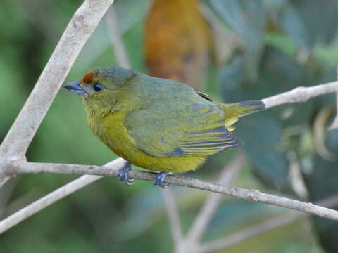 Image of Spot-crowned Euphonia