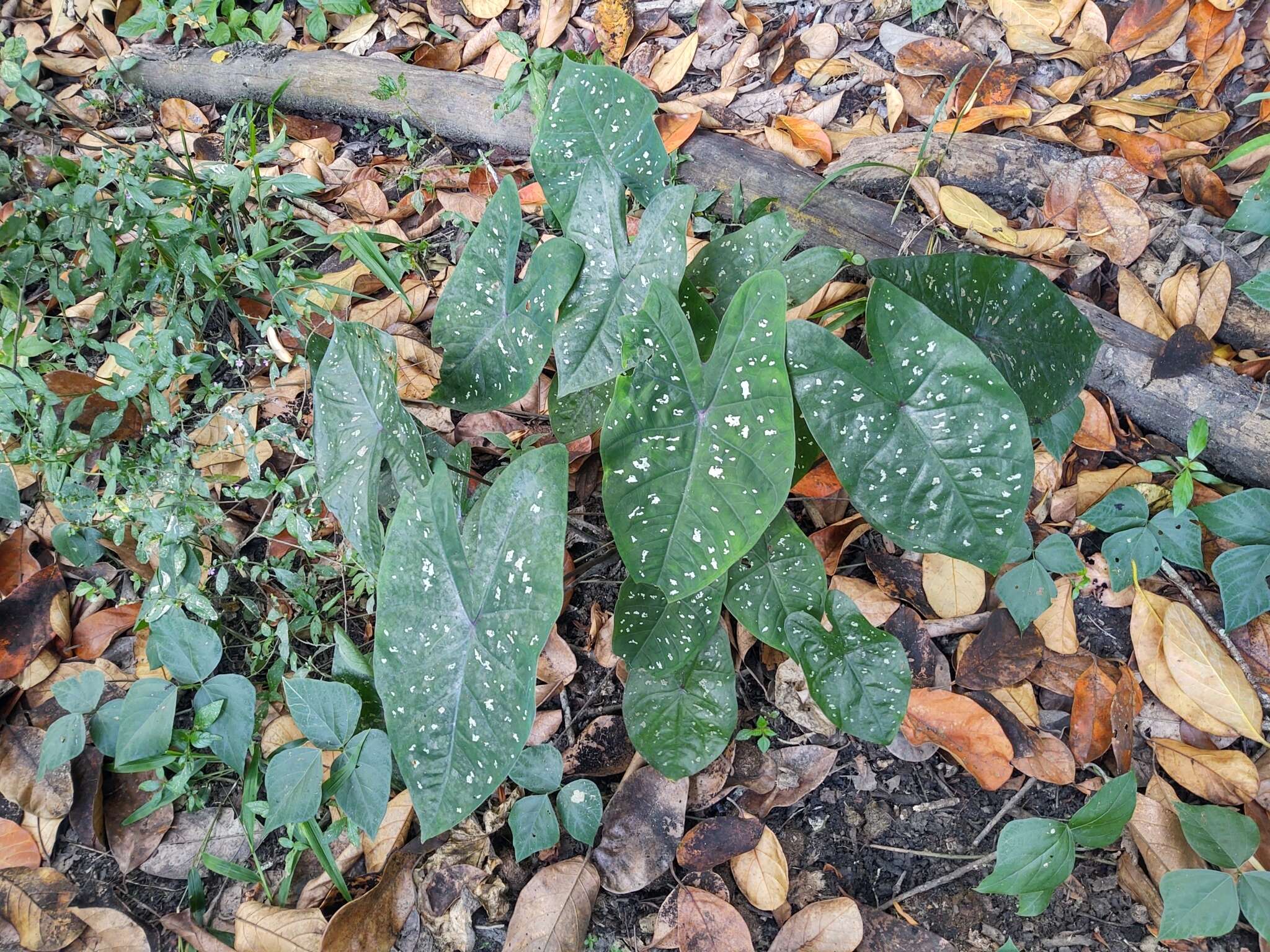 Image of Caladium bicolor f. argyrospilum (Lem.) Vent.