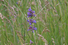 Image of Sierra beardtongue