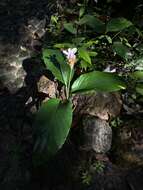 Image de Curcuma rhabdota Sirirugsa & M. F. Newman