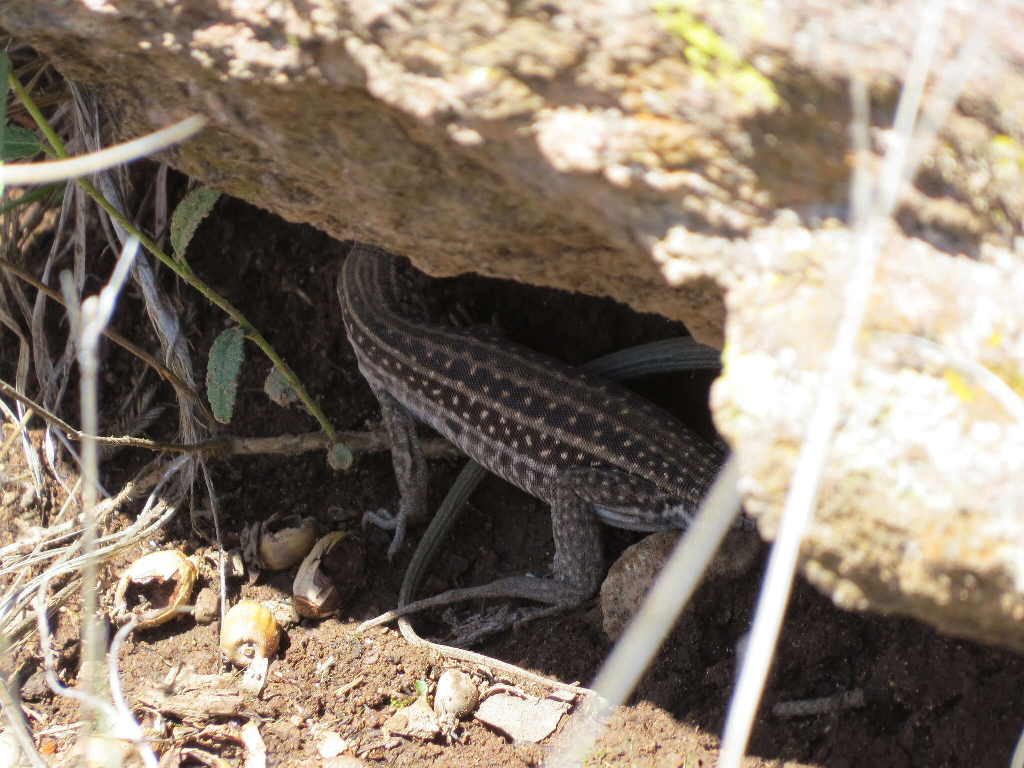 Image of Chihuahuan spotted whiptail