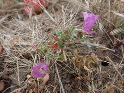 Plancia ëd Clarkia prostrata H. & M. Lewis