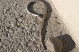 Dolichophis caspius (Gmelin 1789)的圖片