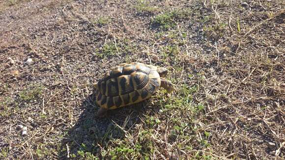 Imagem de Testudo hermanni Gmelin 1789