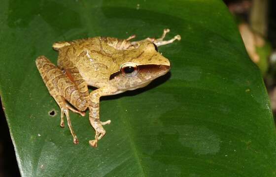 Imagem de Pristimantis chiastonotus (Lynch & Hoogmoed 1977)