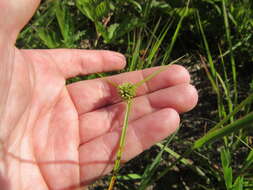 Image of Great Plains flatsedge