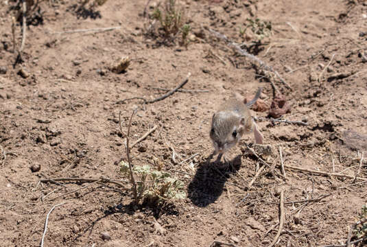 Image of Ord's Kangaroo Rat