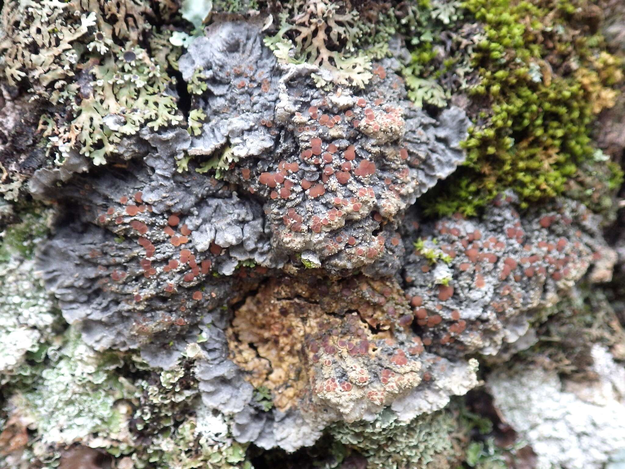 Image of degelia lichen