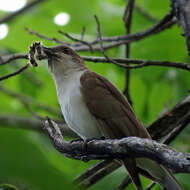 Image of Black-billed Cuckoo