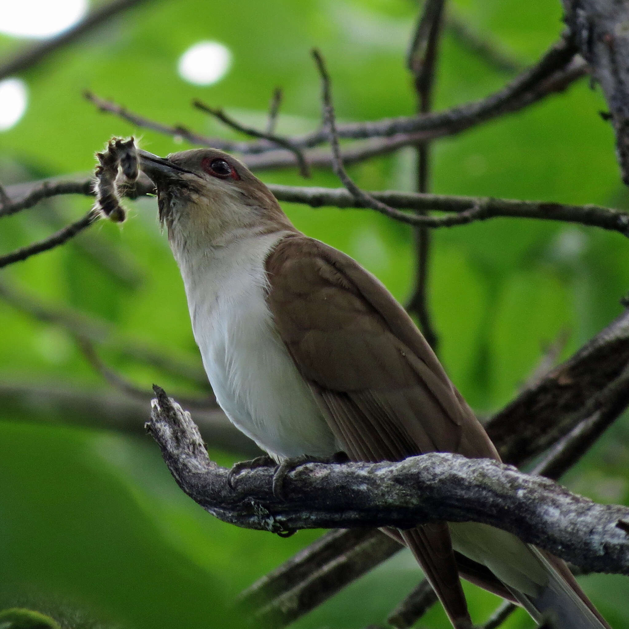 Image of Black-billed Cuckoo