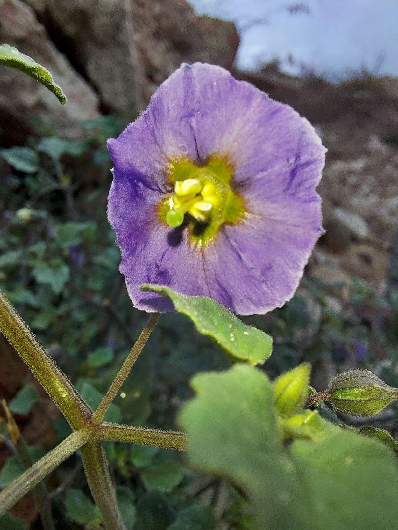 Physalis purpurea Wiggins resmi