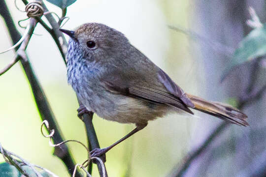 Image of Brown Thornbill