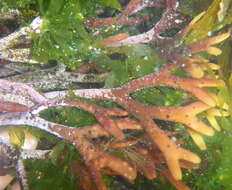 Image of Ahnfeltiopsis linearis