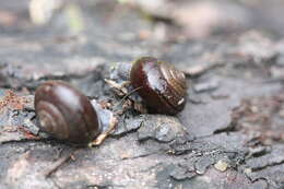 Image of Helminthoglypta arrosa (W. G. Binney 1858)