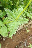 Слика од Pedicularis chamissonis Stev.